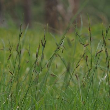 Carex flacca - Japan-Segge
