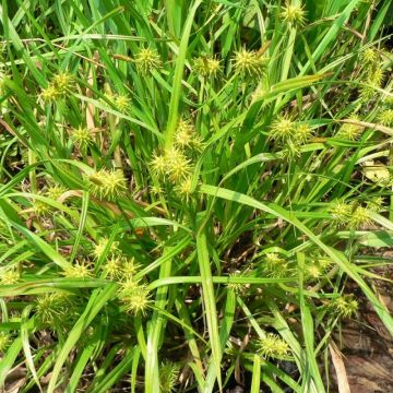Carex flava - Japan-Segge
