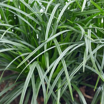 Carex foliosissima 'Irish Green' - Japan-Segge