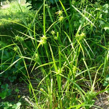 Carex grayi - Japan-Segge
