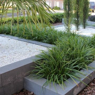 Japan-Segge - Carex morrowii