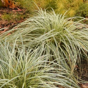 Carex morrowii 'Feather Falls' - Japan-Segge