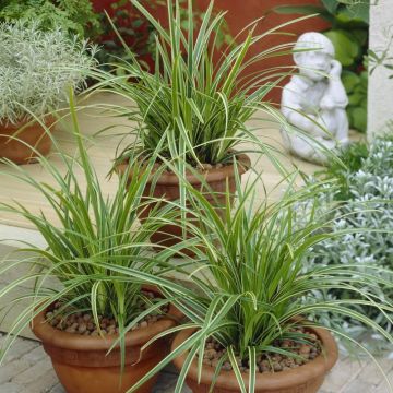 Carex morrowii 'Ice Dance' - Japan-Segge