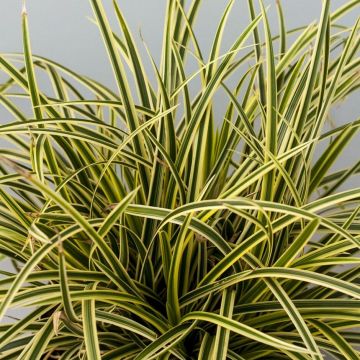 Carex morrowii 'Vanilla Ice' - Japan-Segge 