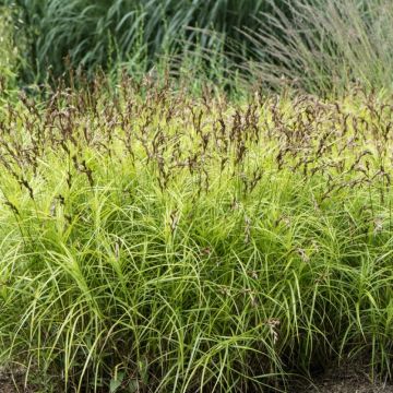 Carex muskingumensis - Japan-Segge
