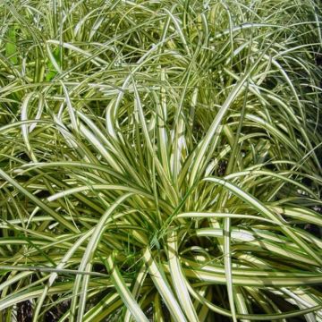 Carex ornithopoda 'Variegata' - Japan-Segge