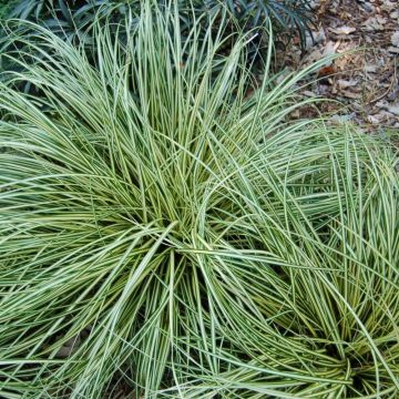Carex oshimensis 'Evergold' - Japan-Segge