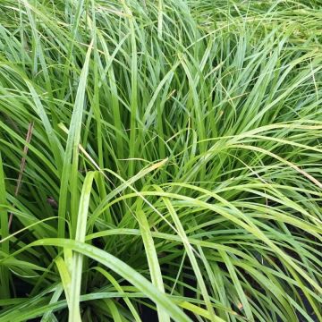 Carex oshimensis 'J.S. Greenwell' - Japan-Segge