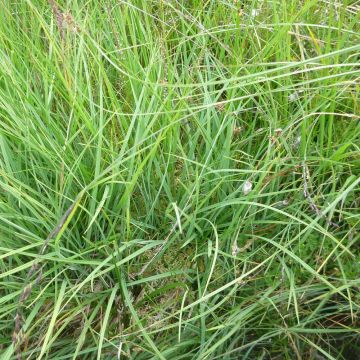 Carex panicea - Japan-Segge