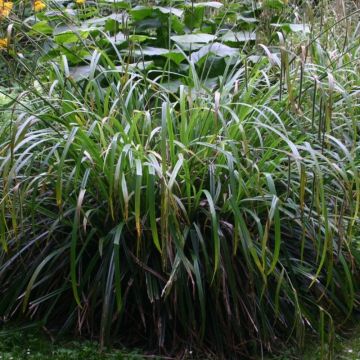 Carex pendula - Japan-Segge