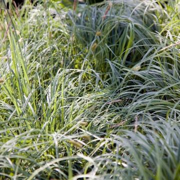 Carex 'Silver Sceptre' - Japan-Segge