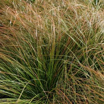 Carex testacea 'Prairie Fire' - Japan-Segge