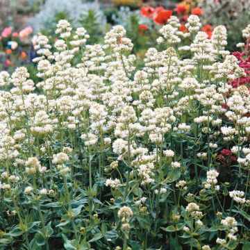 Centranthus ruber 'Snowcloud' - Spornblume