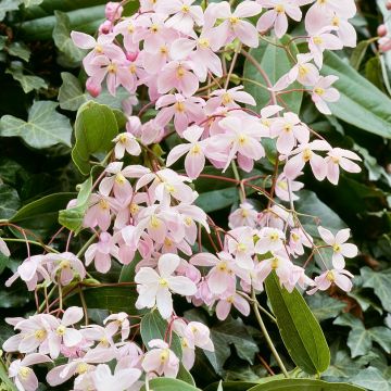 Clematis armandii 'Apple Blossom' - Waldrebe