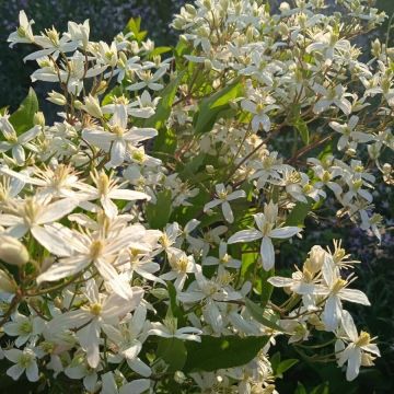Clematis armandii 'Snowdrift' - Waldrebe