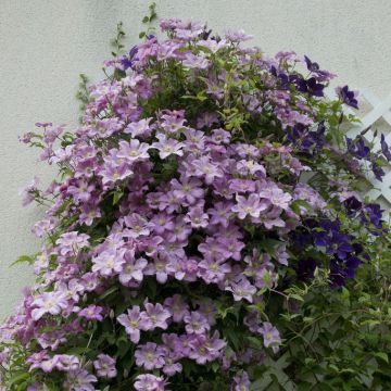 Clematis jackmanii 'Comtesse de Bouchaud' - Waldrebe