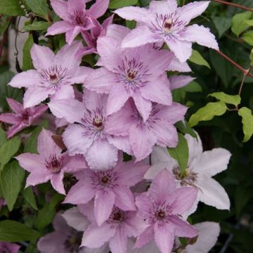 Clematis jackmanii 'Hagley Hybrid' - Waldrebe