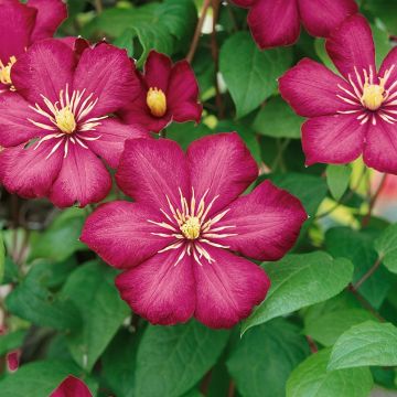 Clematis jackmanii 'Ville de Lyon' - Waldrebe