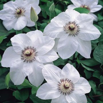Clematis 'Miss Bateman' - Waldrebe