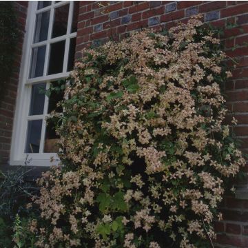 Clematis montana 'Marjorie' - Waldrebe