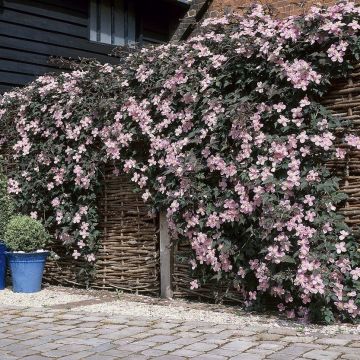 Clematis montana 'Mayleen' - Waldrebe