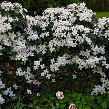 Clematis montana 'Rubens' - Waldrebe
