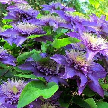 Clematis 'Multi Blue' - Waldrebe 