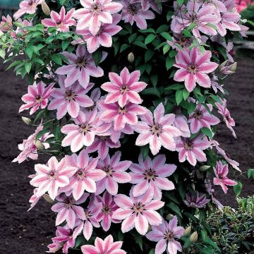 Clematis 'Nelly Moser' - Waldrebe
