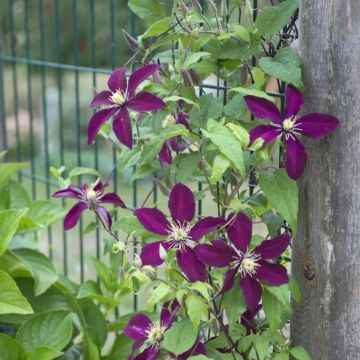 Clematis 'Niobe' - Waldrebe
