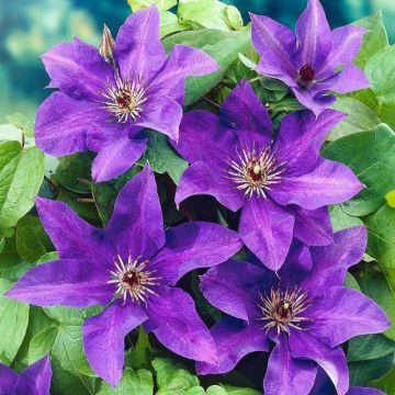 Clematis 'The President' - Waldrebe 