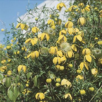 Clematis tibetana 'Tangutica' - Waldrebe