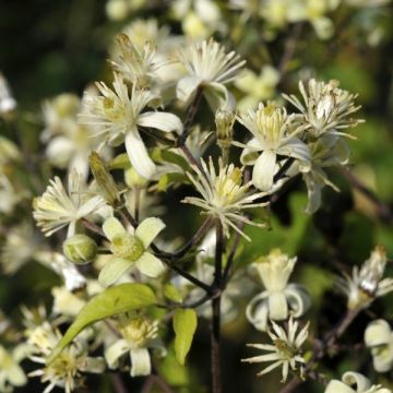 Clematis 'Vitalba' - Waldrebe