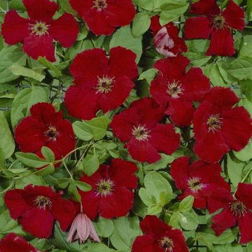 Clematis 'Viticella Rubra' - Waldrebe