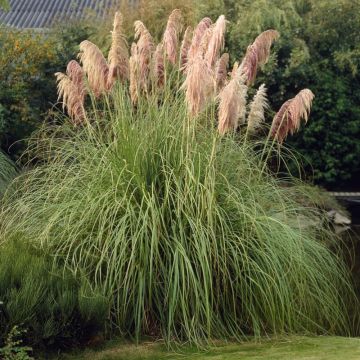 Cortaderia selloana 'Rosea' - Pampasgras