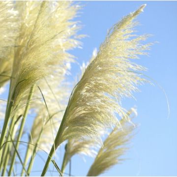 Cortaderia selloana 'Sunningdale Silver' – Pampasgras