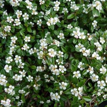 Cotoneaster dammeri 'Coral Beauty' - Kriechmispel