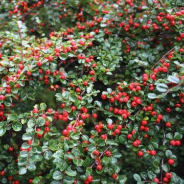 Cotoneaster dammeri 'Major' - Kriechmispel