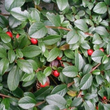 Cotoneaster dammeri 'Mooncreeper' - Kriechmispel