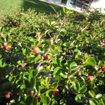 Cotoneaster horizontalis - Kriechmispel