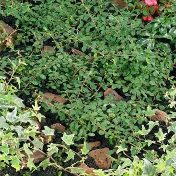 Cotoneaster procumbens 'Streib's Findling' - Kriechmispel 
