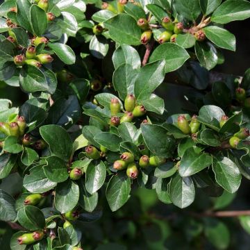 Cotoneaster radicans Eichholz - Kriechmispel 