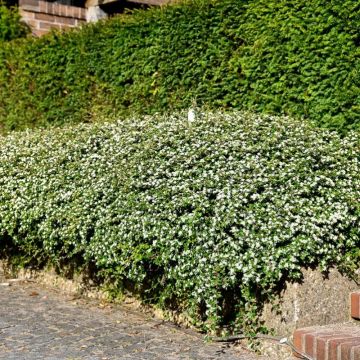 Cotoneaster x suecicus 'Skogholm' - Zwergmispel