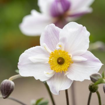 Anemone 'Dainty Swan' - Herbst-Anemone