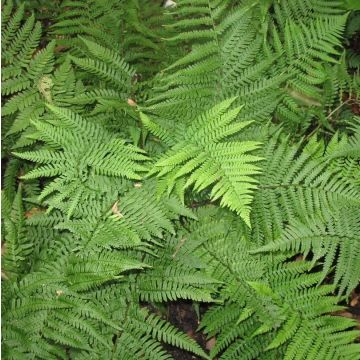Dryopteris affinis - Goldschuppenfarn