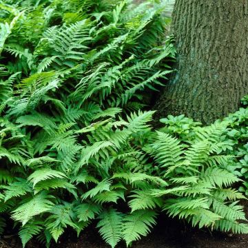 Dryopteris filix-mas - Wurmfarn