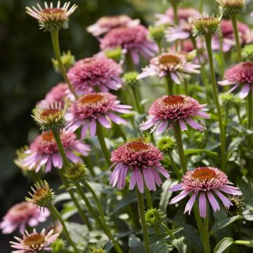 Echinacea purpurea 'Butterfly Kisses'  - Sonnenhut