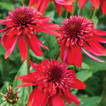 Echinacea 'Eccentric' - Sonnenhut