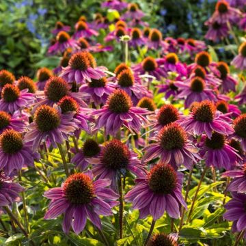Echinacea 'Fatal Attraction' - Sonnenhut