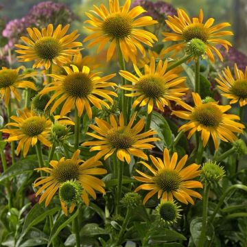 Echinacea 'Harvest Moon' - Sonnenhut