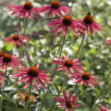 Echinacea 'Hot Summer' - Sonnenhut